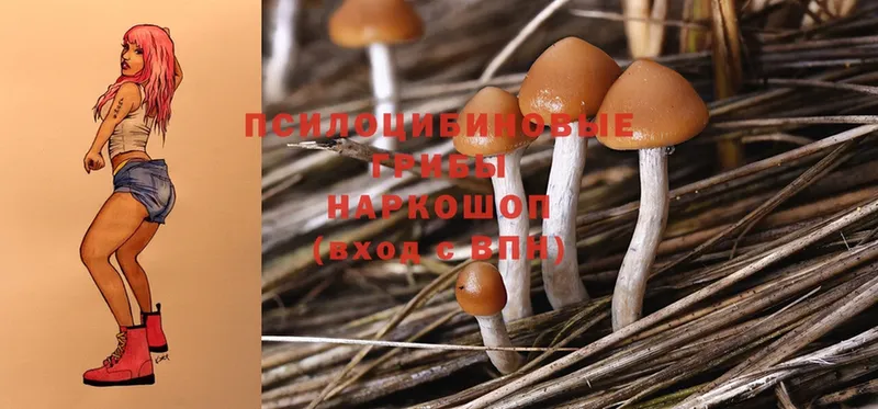 наркотики  Разумное  Галлюциногенные грибы Cubensis 